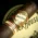 brick-house-mighty-mighty-maduro-nicaragua-gordo-cigars-c Brick House Mighty Mighty Maduro Nicaragua Gordo Cigar - Single