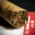 Conquistador Short Robusto Cigar - Single