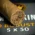 Smoke-King New World Nicaraguan Robusto Cigars - Pack of 10