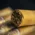 Rocky Patel Seed to Smoke Shade Connecticut Toro Cigar - Single