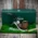 Peterson of Dublin Arklow Sandblasted Briar Smoking Pipe - Shape 221 - 9mm