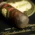 Brick House Mighty Mighty Maduro Nicaragua Gordo Cigars - Box of 25