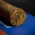 Charatan Nicaraguan Colorado Robusto Cigars - Box of 12