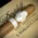Davidoff Robusto Selection Sampler - 5 Cigars