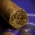 Don Tomas Nicaragua Robusto Cigars - Bundle of 10