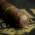 drew-estate-tabak-especial-robusto-oscuro-cigars-d_c366de7e-085e-4a29-8744-2c9ad22ca74f Drew Estate Tabak Especial Robusto Oscuro Cigars - Box of 24