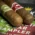 jqs1hvmpnso La Invicta Honduras VS Nicaragua Cigar Sample Pack