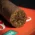 Zino Honduras Half Corona Cigars - Tin of 5